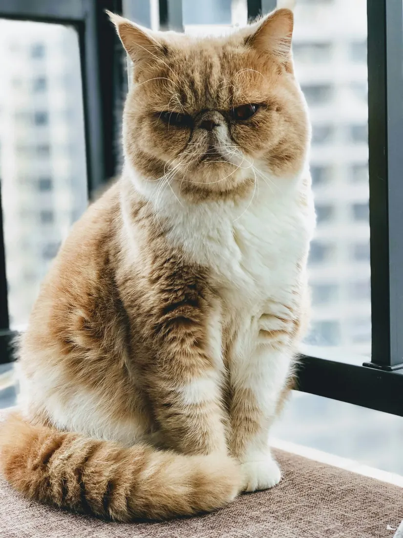 Rede de proteção para gatos